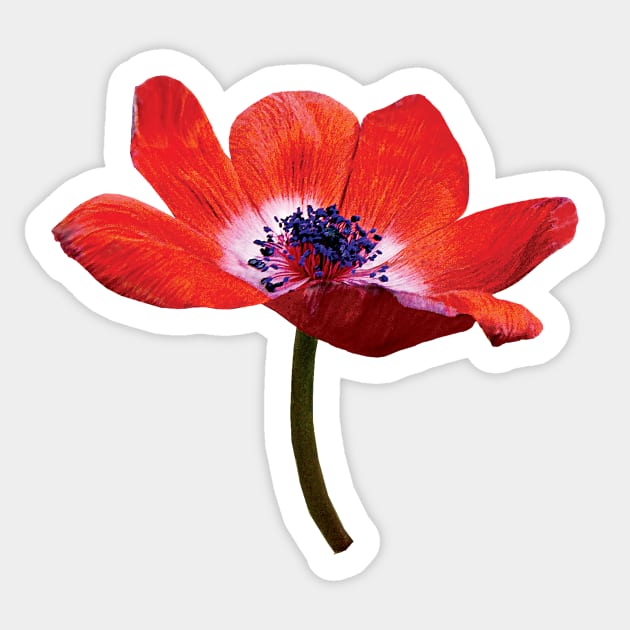 Red Poppy Closeup Sticker by SusanSavad